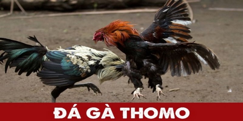 Tìm hiểu thông tin về chọi gà Thomo